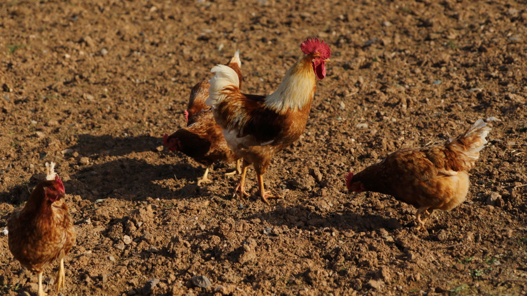 Poules