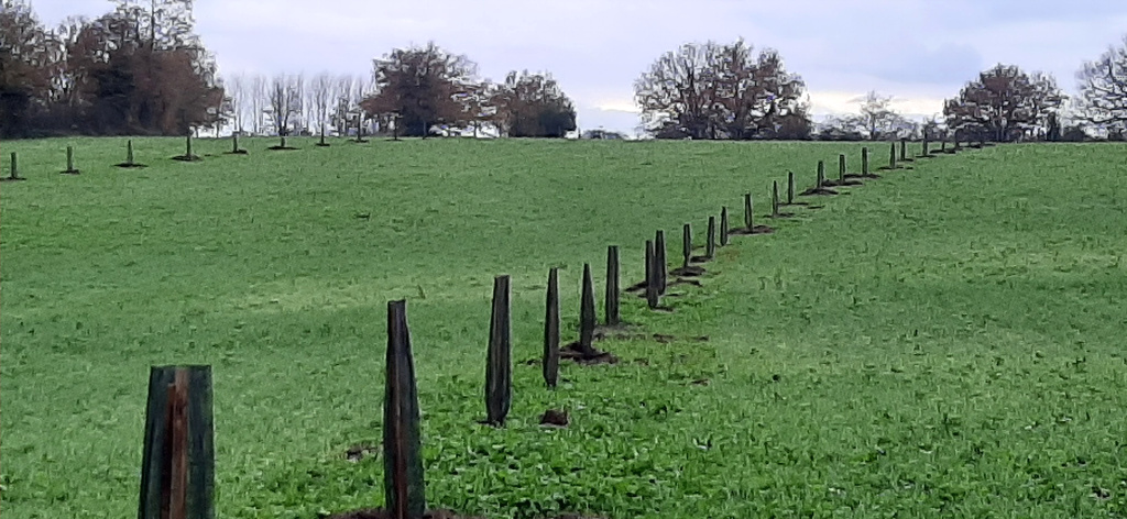Agroforesterie