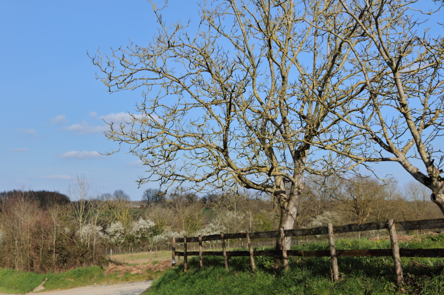 Arbre